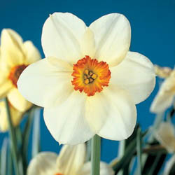 Daffodils classification, Daffodils types, Daffodils Groups, Narcissus classification, Narcissus types, Narcissus Groups, Narcissus Divisions, Daffodils Divisions